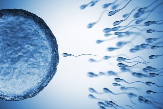 Najčastejšie mýty a pravda o ovulácii